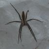 Wolf Spider