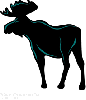 A Moose