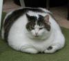 Fat Cat